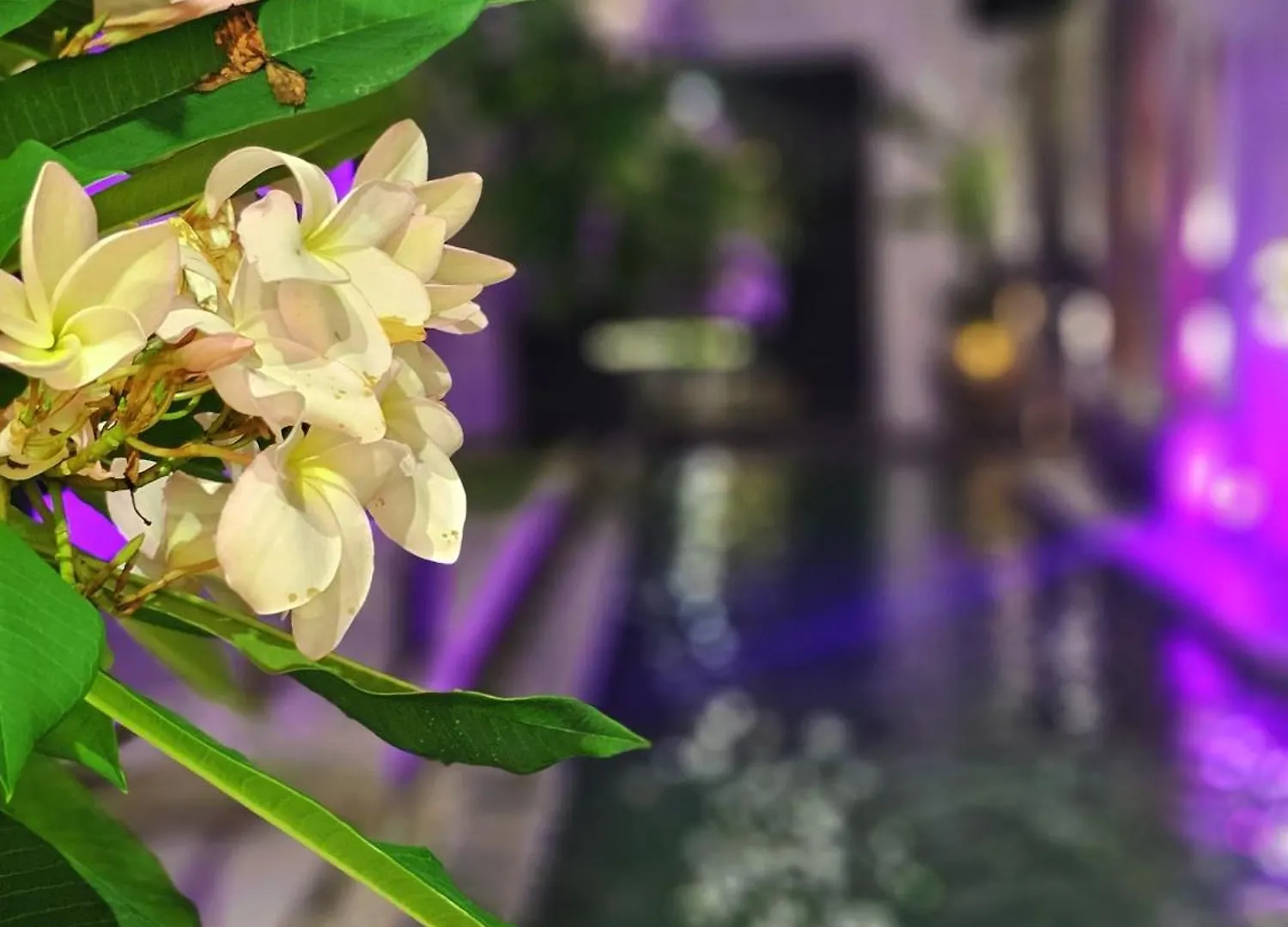 H&I Dden Gems Haramain Private Pool Riad Villa Malacca Malaysia